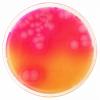 Bacillus Cereus, Agar Base Selectivo (MYP), 500g