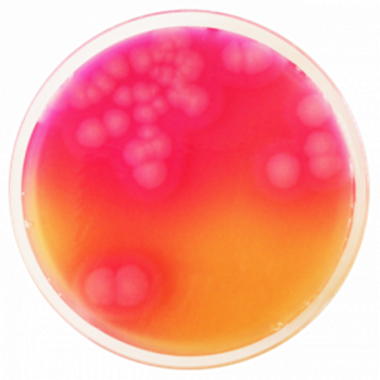 Bacillus Cereus, Agar Base Selectivo (MYP), 500g